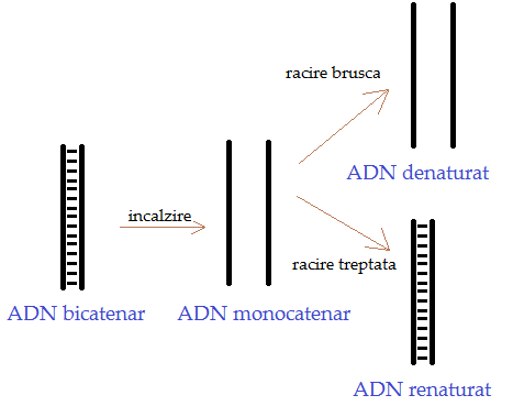 Thoughtful Witty the mall Acizii nucleici - Bac Biologie si Romana
