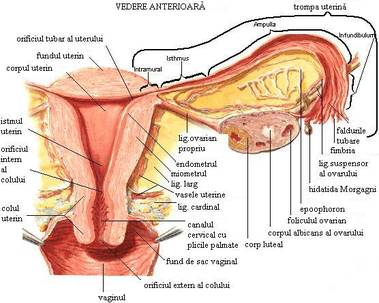 Give birth pump Admission fee Reproducerea - Bac Biologie si Romana